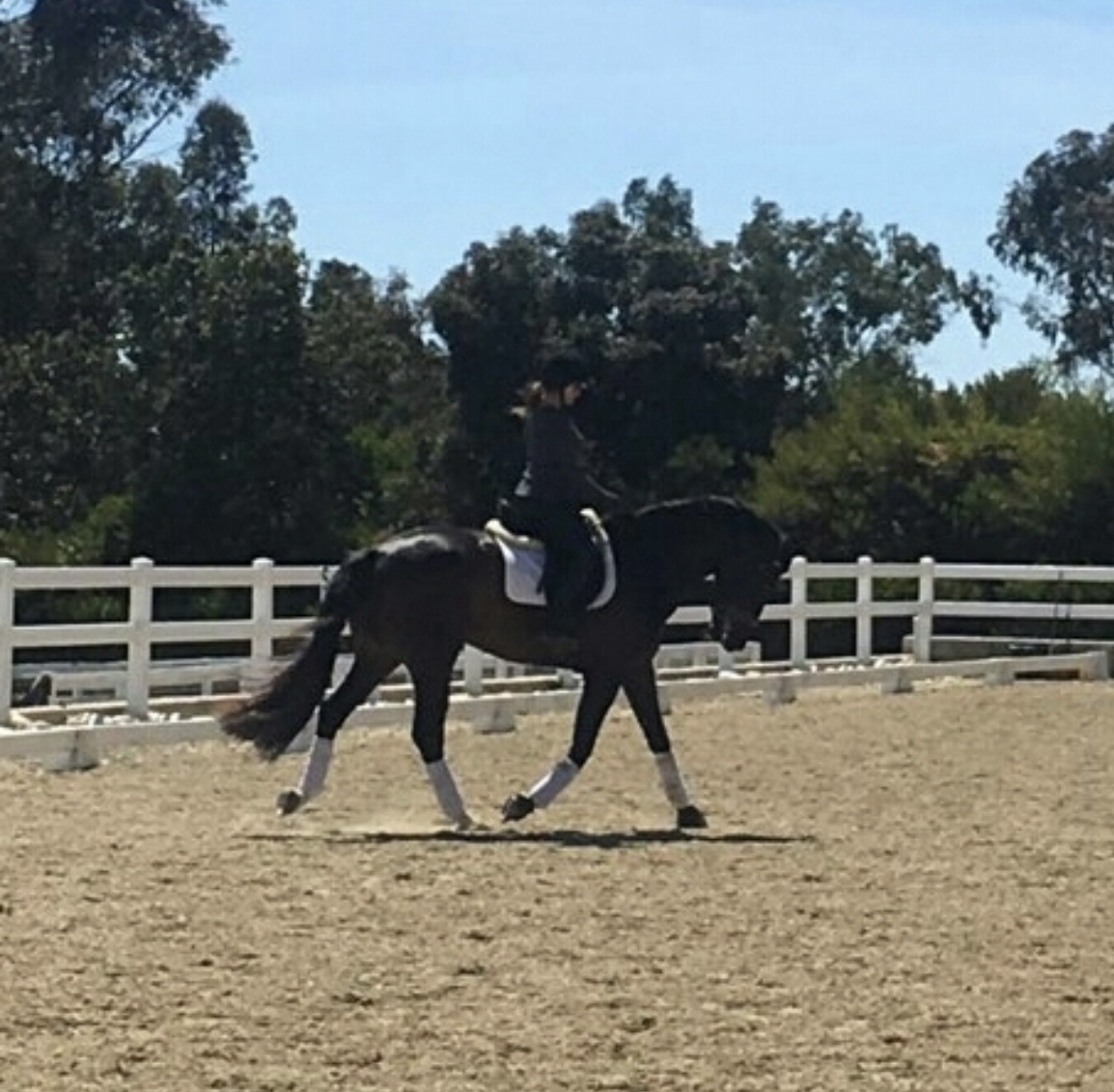 Image of a horse doing a leg yield.