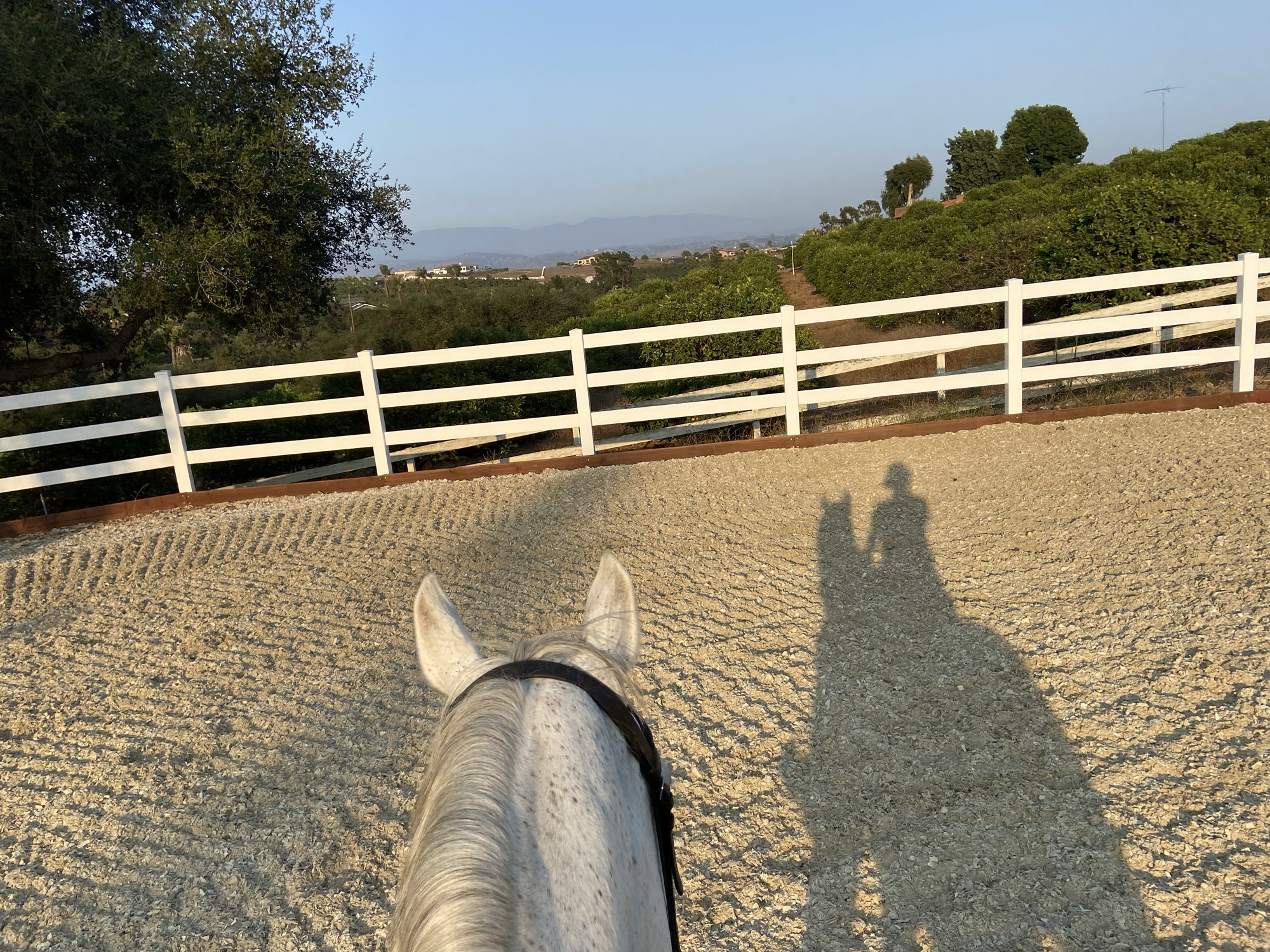 Little Olive Hill Stables