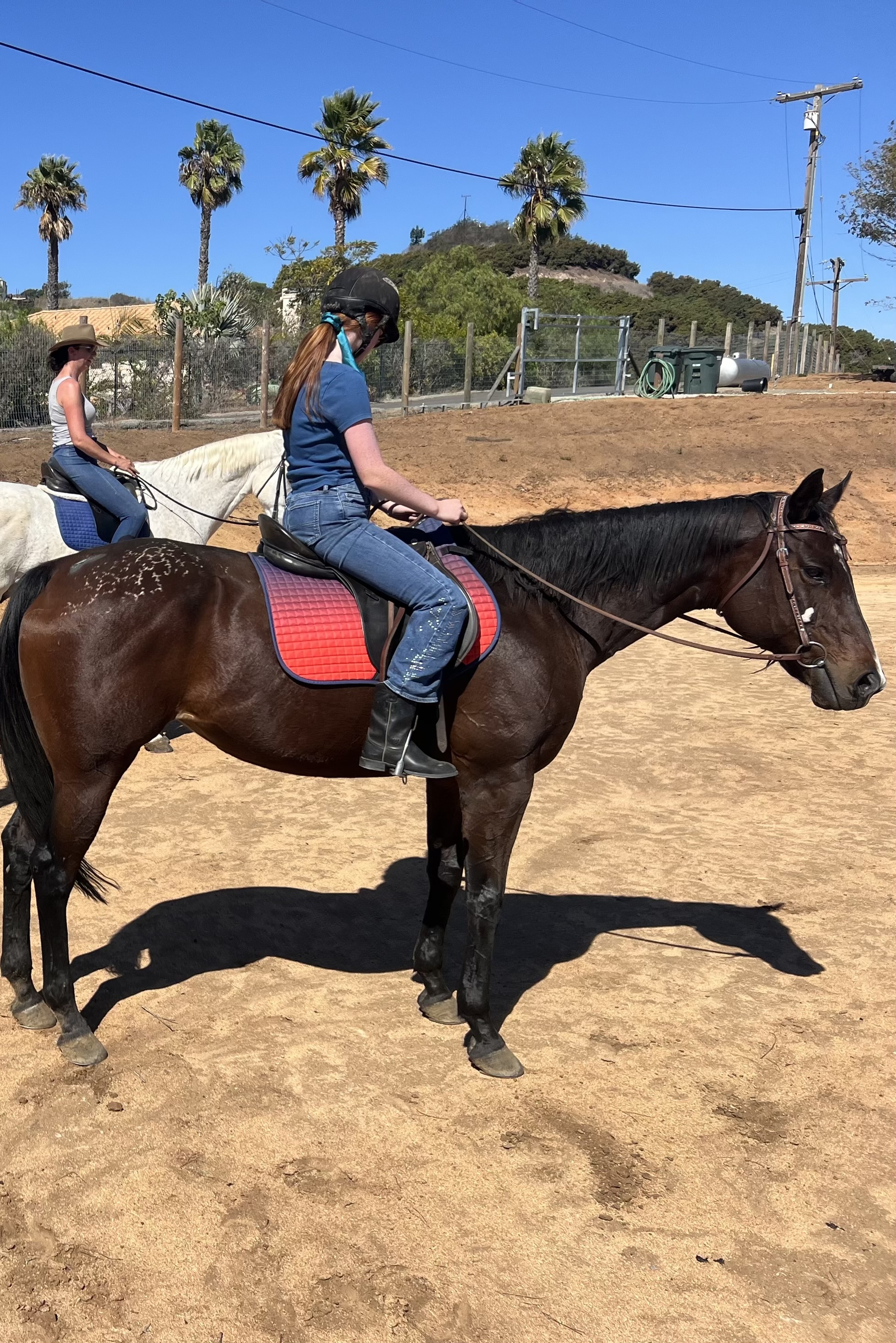 Image of a bay horse standing still as he waits for instruction from his rider.