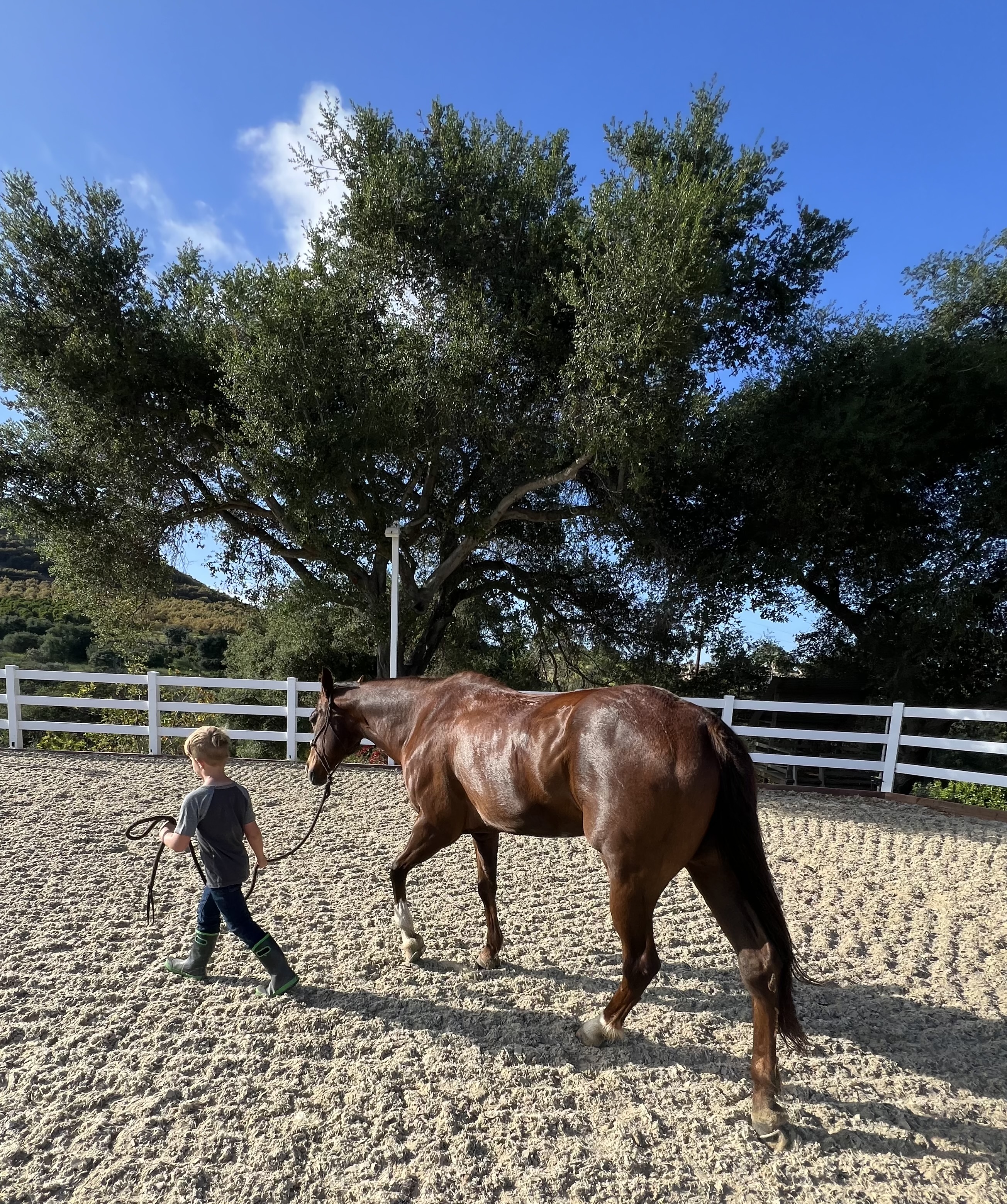 Image of a young boy leading a bareback bay horse in California.